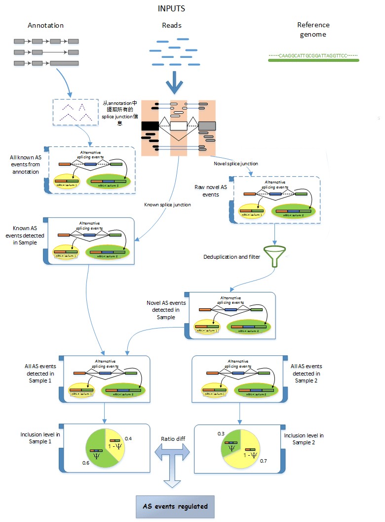 RNA-seq 数据差异可变剪接分析流程图