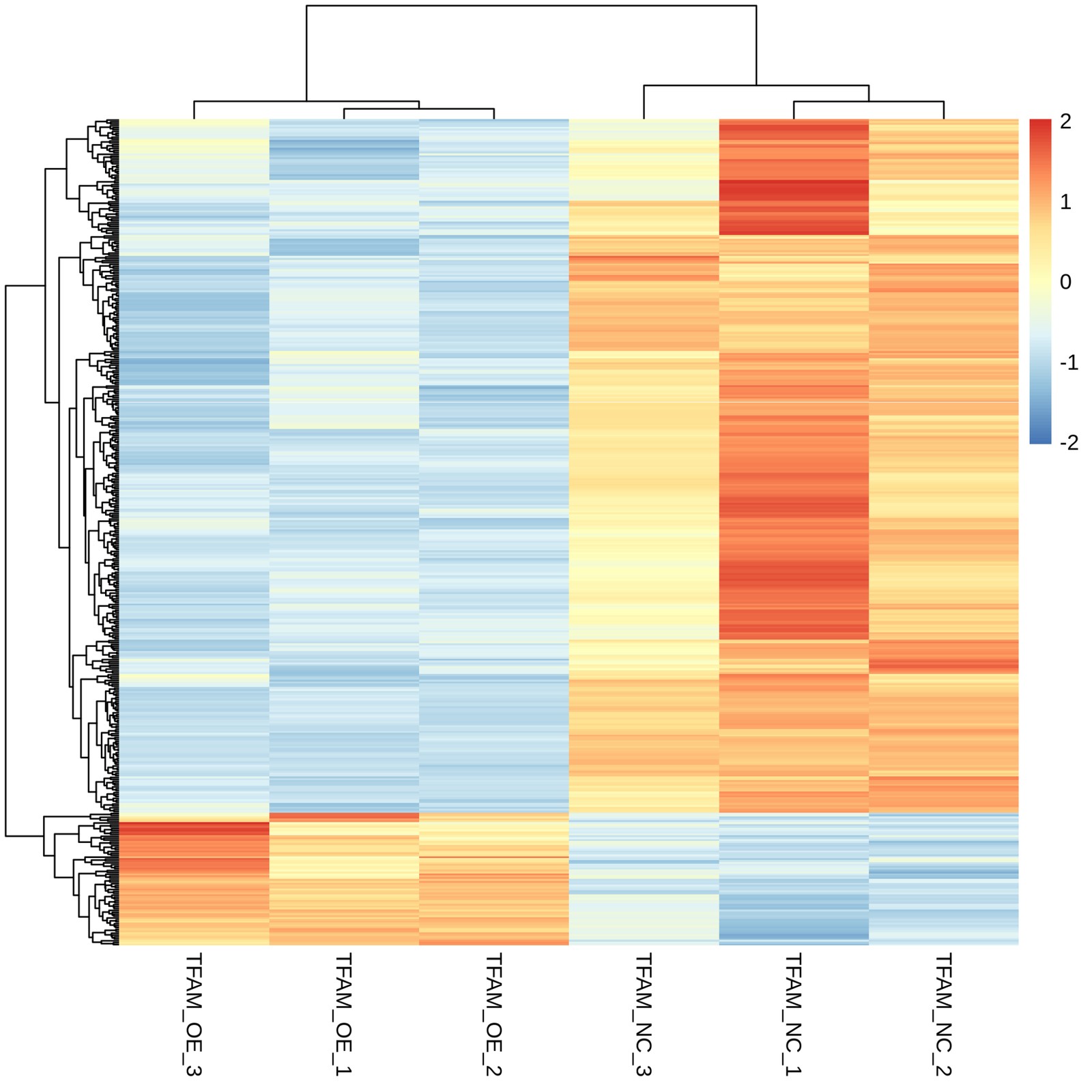 RNA-seq 差异基因聚类热图，按表达模式对样本与基因聚类
