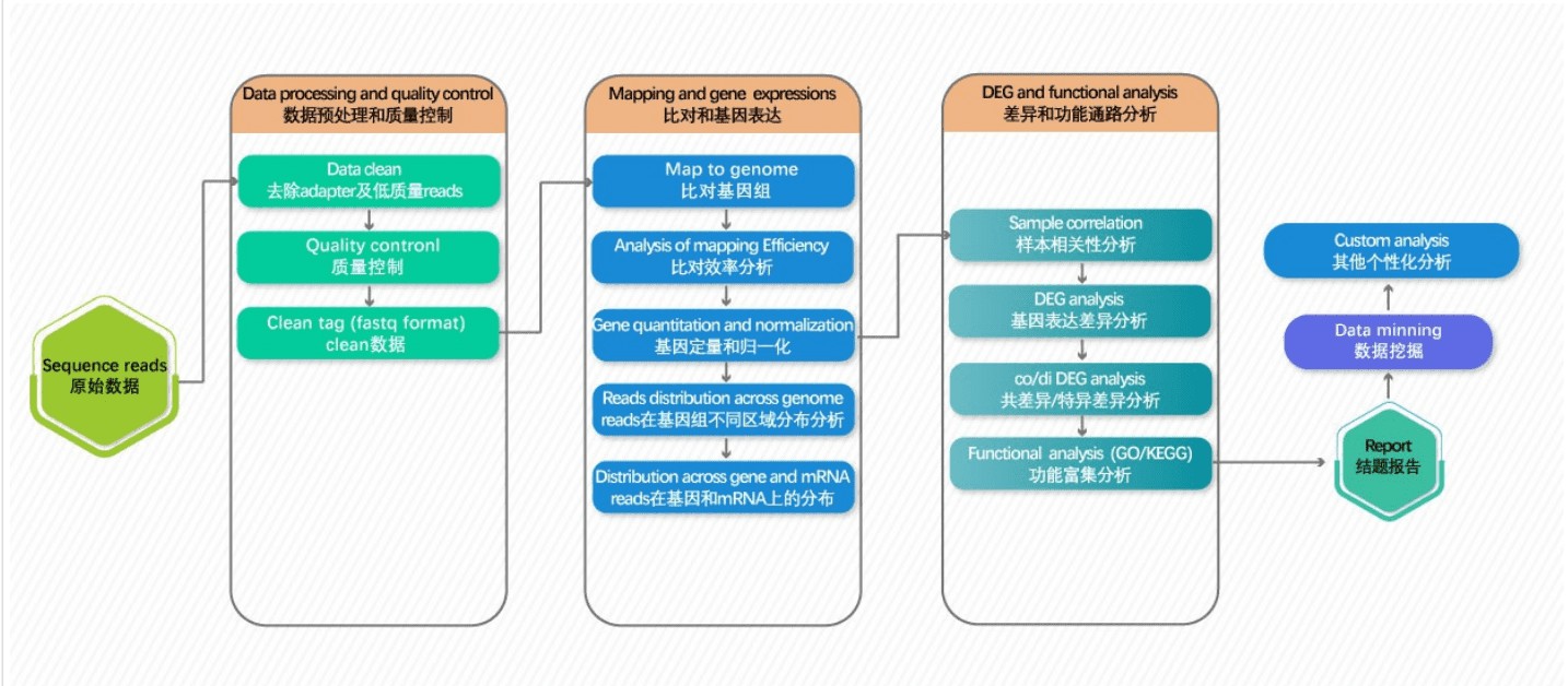 RNA-seq 生物信息分析流程：数据质控、比对参考基因组、表达定量、差异表达、可变剪接与功能富集
