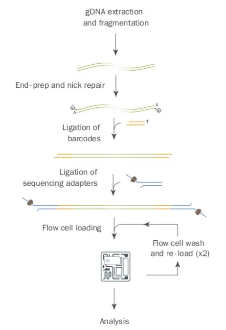 ONT-RRMS 原理与建库流程：提取 gDNA、片段化至约 6 kb、末端修复、连接测序接头、自适应采样测序