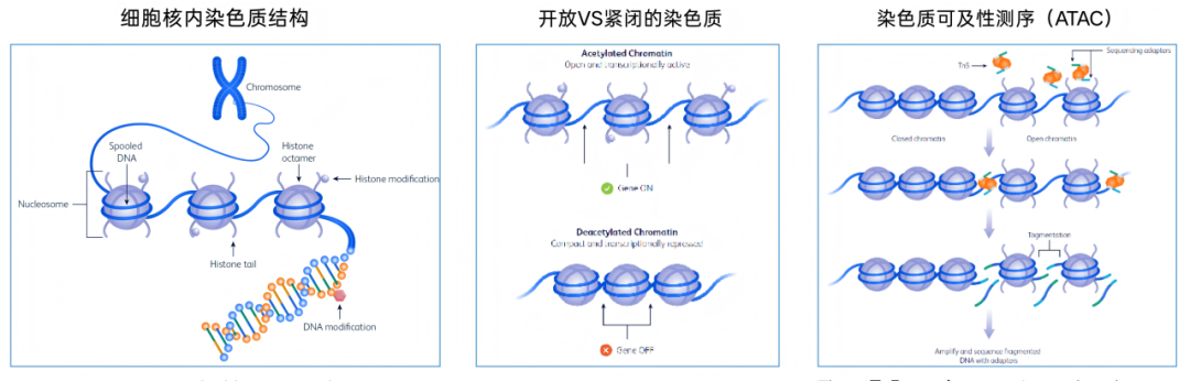 ATAC-seq 原理示意：细胞核内染色质结构（核小体、组蛋白修饰与 DNA 修饰）、开放与紧闭染色质对基因表达的影响，以及 Tn5 转座酶在开放区域插入测序接头并扩增测序的流程