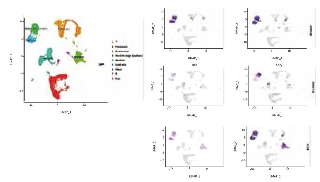 基于 scFAST-seq 的单细胞 UMAP 聚类与各细胞类型注释结果
