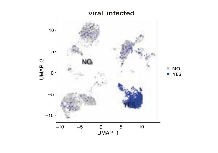 病毒感染样本 UMAP 聚类:scFAST-seq 检出病毒 RNA 阳性细胞群(viral_infected)