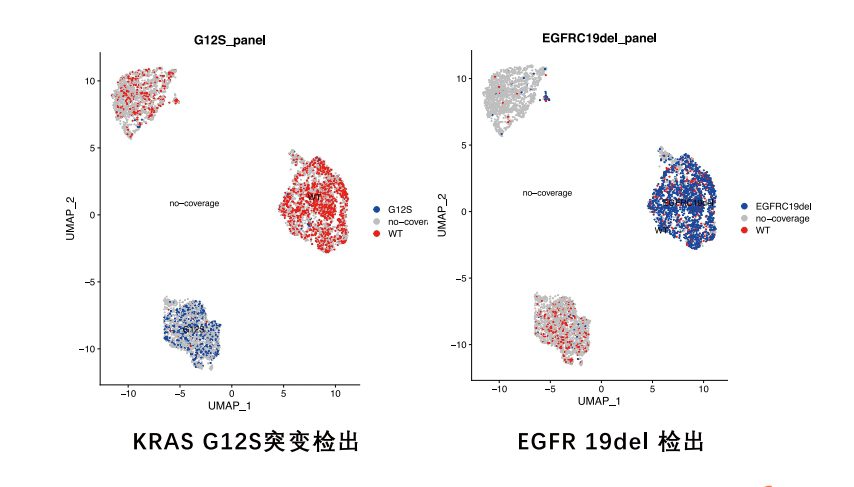单细胞水平突变检出:KRAS G12S 与 EGFR 19del 突变细胞在 UMAP 上的定位与野生型对照