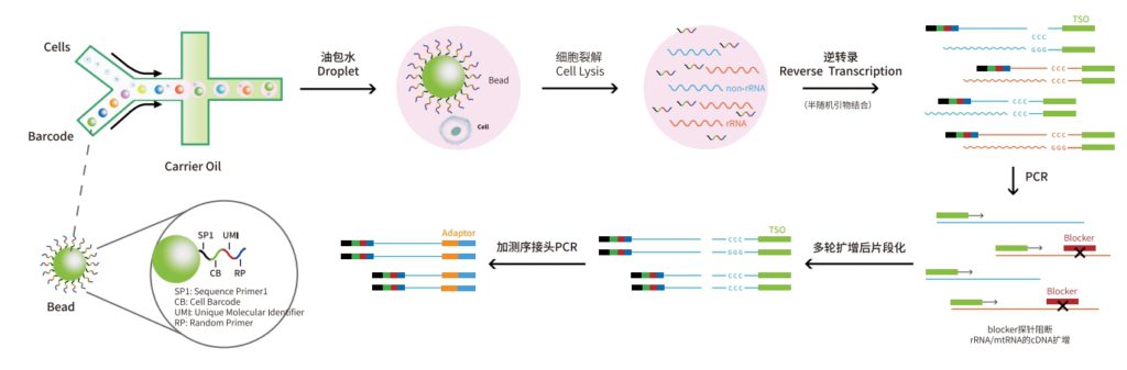 单细胞全序列转录组 scFAST-seq 技术原理示意图：12N7K 半随机引物在转录本多个位点启动逆转录，配合 TSO 模板转换实现 RNA 全长覆盖，blocker 阻断 rRNA 与 mt-rRNA
