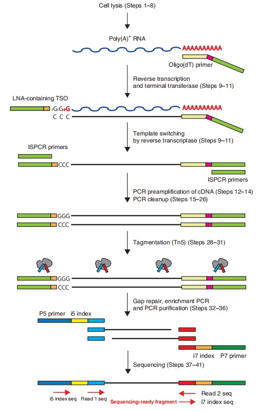 Smart-seq2 原理：模板转换机制合成全长 cDNA