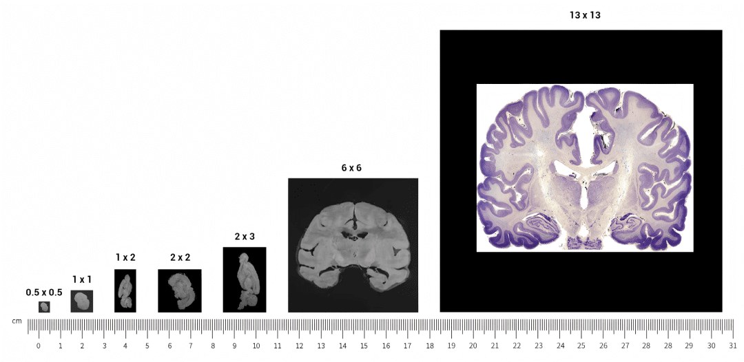 Stereo-seq 芯片规格示意：0.5×0.5 cm、1×1 cm、1×2 cm、2×2 cm、2×3 cm、6×6 cm 及 13×13 cm 大尺寸芯片与对应组织切片示例
