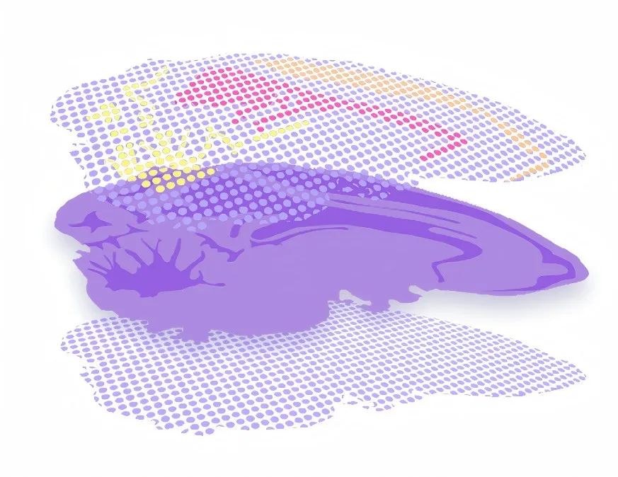 Stereo-seq 多组学方案示意：同一张组织切片上同时获得转录组与蛋白组信息