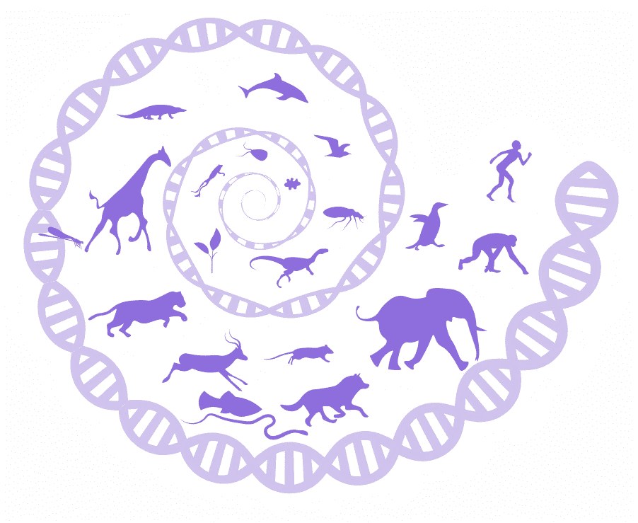 Stereo-seq 在全物种中的应用：人、小鼠、斑马鱼、果蝇、植物及微生物等组织器官