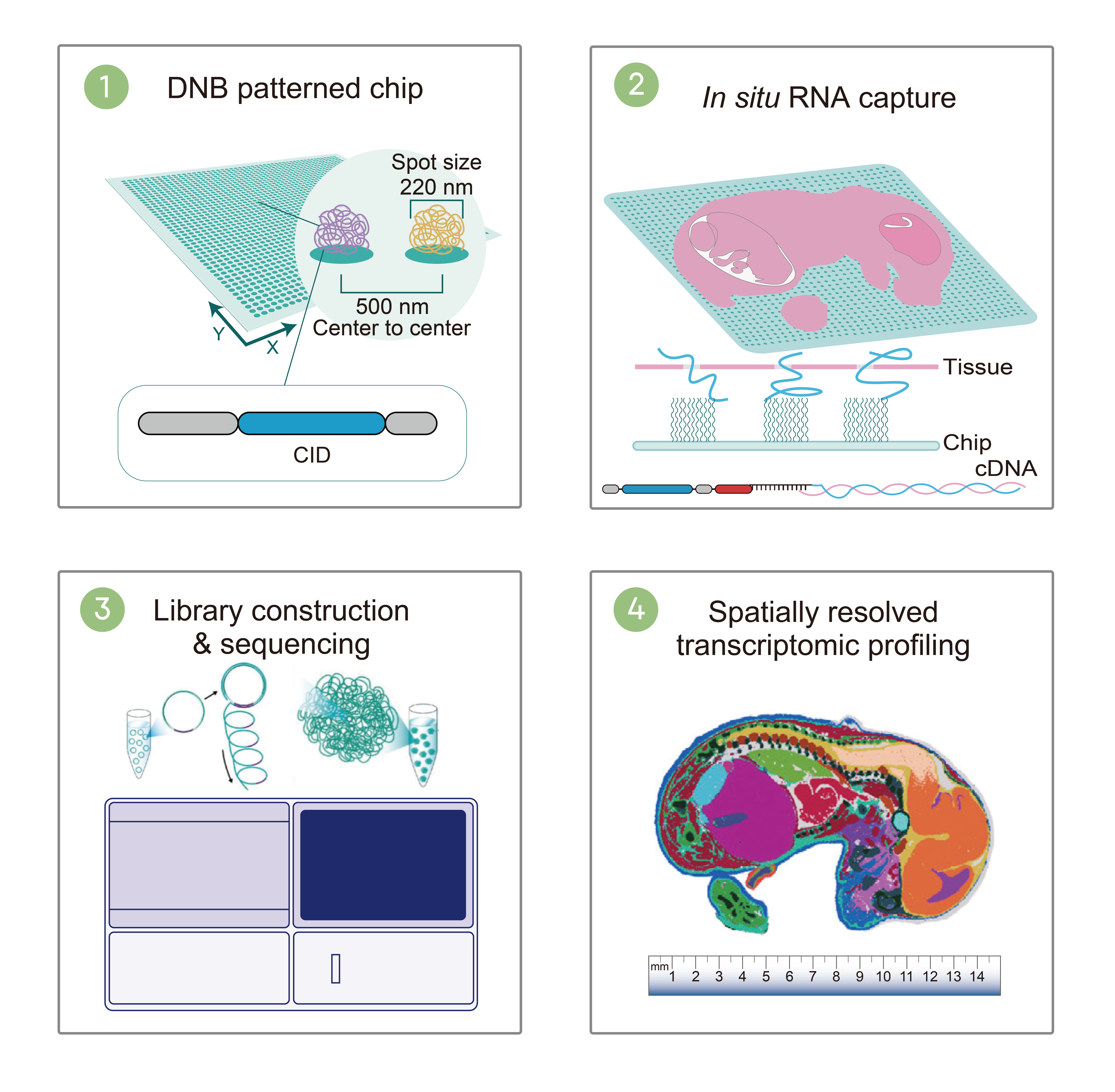Stereo-seq 技术原理六步图：DNB 纳米球阵列芯片、空间标识测序、时空组学芯片、原位捕获组织 RNA、建库测序、时空图谱构建