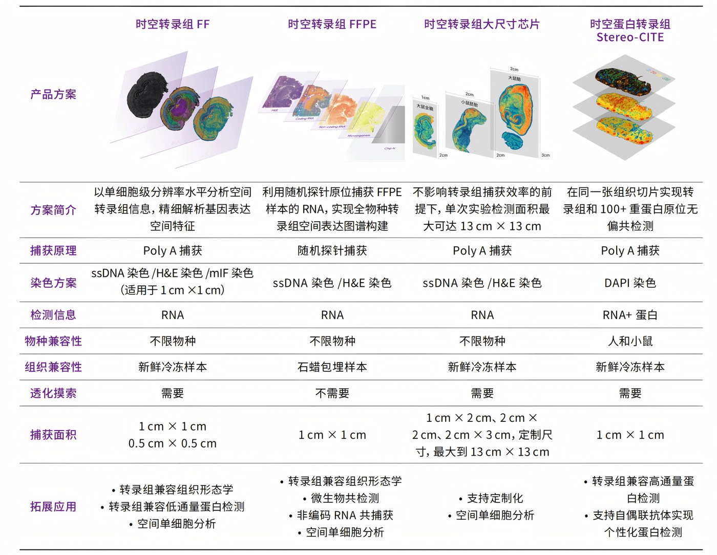 Stereo-seq 产品方案全景：FF、FFPE、大尺寸芯片与 Stereo-CITE 的样本类型、芯片规格与应用方向对照