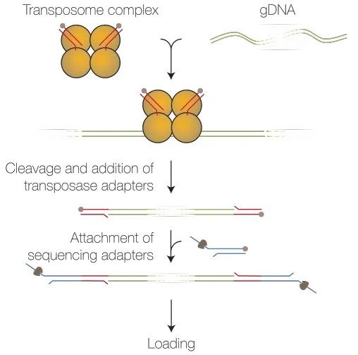 ONT-TAS-seq 文库构建与测序流程图：提取 gDNA、Tn5 片段化、连接测序接头、加载 bed 文件运行自适应采样