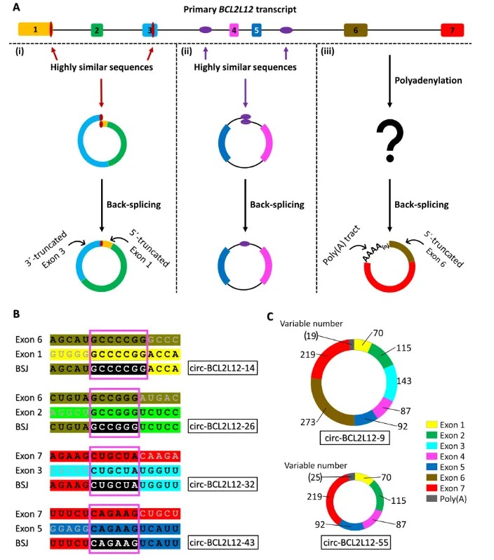 BCL2L12 环状 RNA 的反向剪接位点分析：40 种不同 BSJ、非规范剪接位点与 poly A 片段的发现