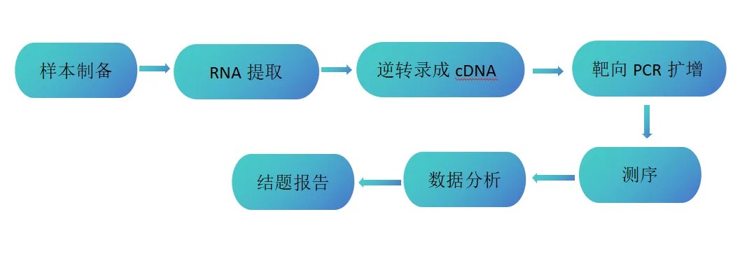 ONT 靶向全长转录组测序流程：目标转录本全长区域 PCR 扩增、扩增子纯化、纳米孔建库与测序、全长 isoform 分析
