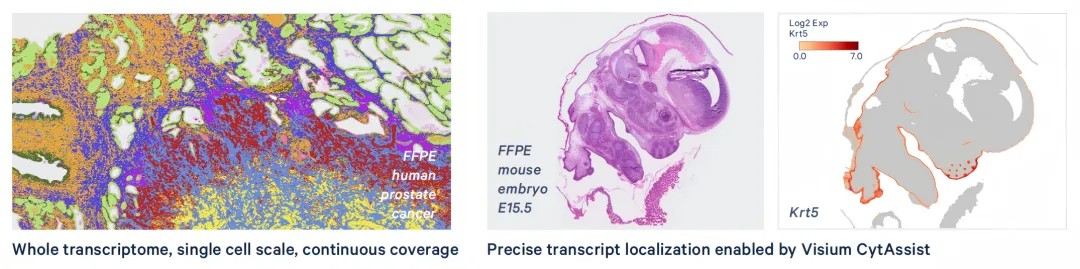 Visium HD 2×2 µm 连续寡核苷酸阵列与 CytAssist 探针捕获实现超高空间分辨率的示意