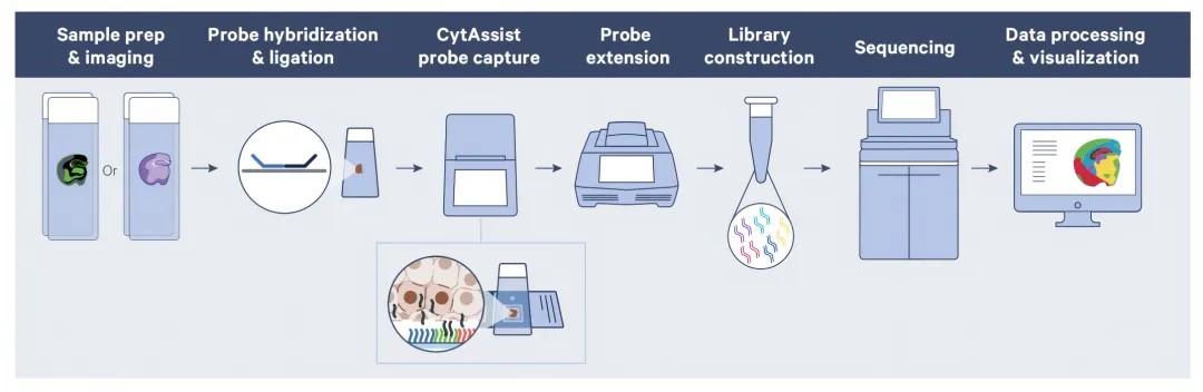 Visium HD 实验流程图：切片制备、染色成像、CytAssist 对齐、透化、探针转移延伸、洗脱建库与测序