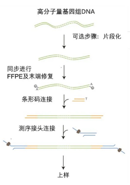 ONT 全基因组重测序文库构建流程图：提取 gDNA、片段化、末端修复加 A、连接 Barcode、连接测序接头、上机测序